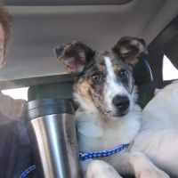 Casey Veterinary Service ico