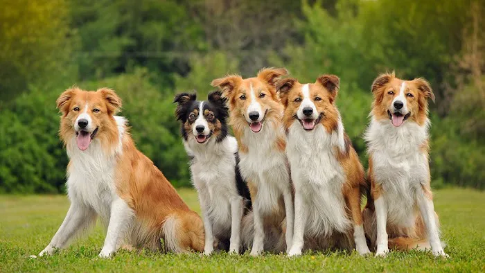 Casey Veterinary Service Picture 4