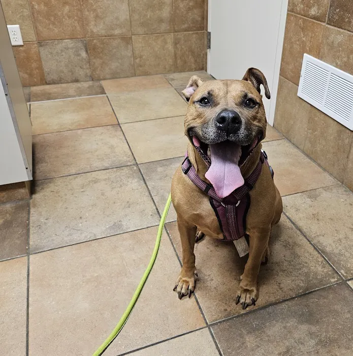 Albin Animal Hospital of Charleston Picture 9