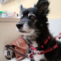 Animal Medical Center ico