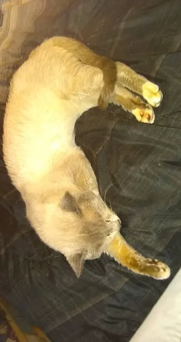 Animal Medical Center Picture 10