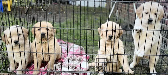 Animal Care Center PC Picture 1
