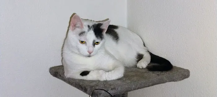 Animal Care Center PC Picture 3