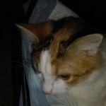 Monon Veterinary Clinic