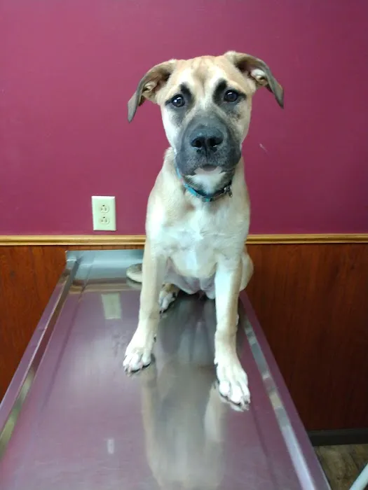 Monon Veterinary Clinic Picture 4