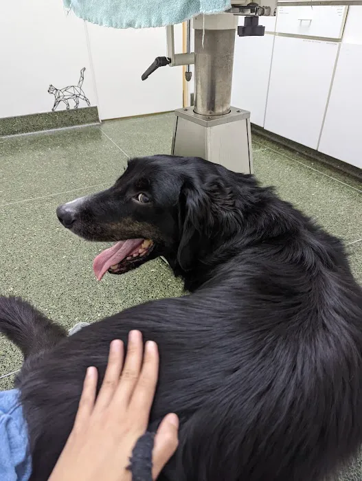 Belmont Pet Hospital Picture 4