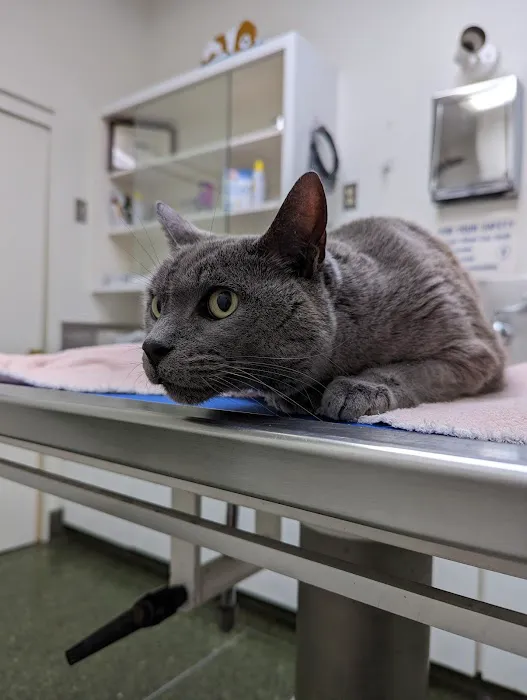 Belmont Pet Hospital Picture 9