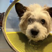 Veterinary Vision Animal Eye Specialists ico
