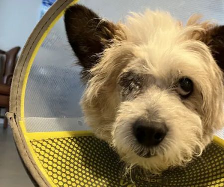 Veterinary Vision Animal Eye Specialists