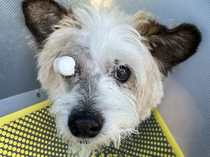 Veterinary Vision Animal Eye Specialists Picture 3