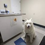 Sequoia Veterinary Hospital