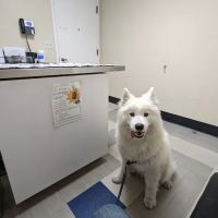 Sequoia Veterinary Hospital ico