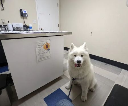 Sequoia Veterinary Hospital