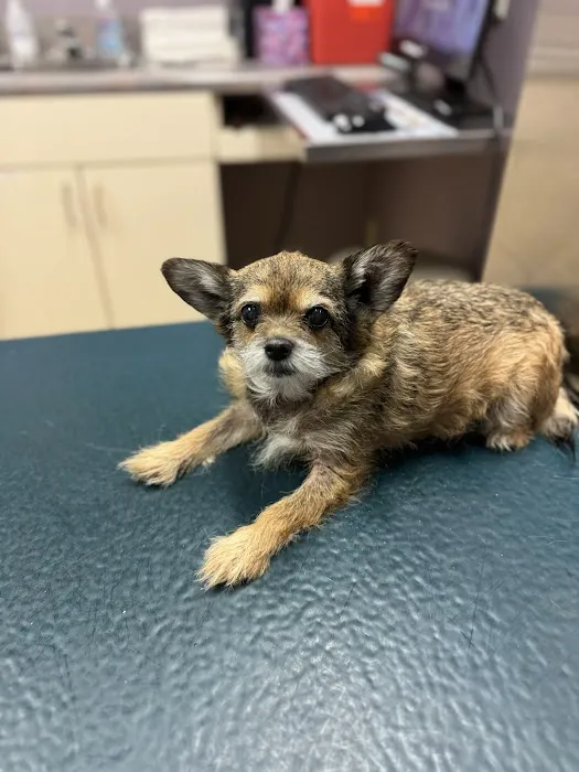 Crystal Springs Pet Hospital Picture 1