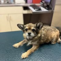 Crystal Springs Pet Hospital ico