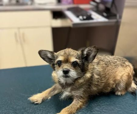 Crystal Springs Pet Hospital