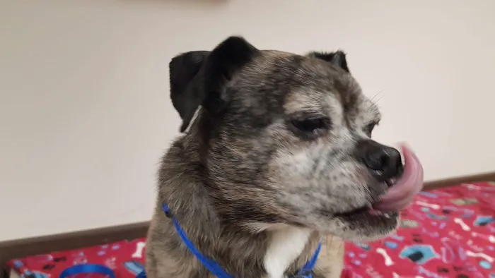 County Line Pet Hospital Picture 2