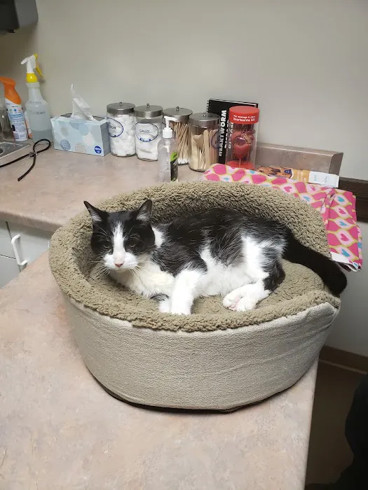 County Line Pet Hospital Picture 8