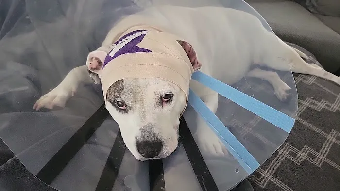 St John Animal Clinic Picture 5