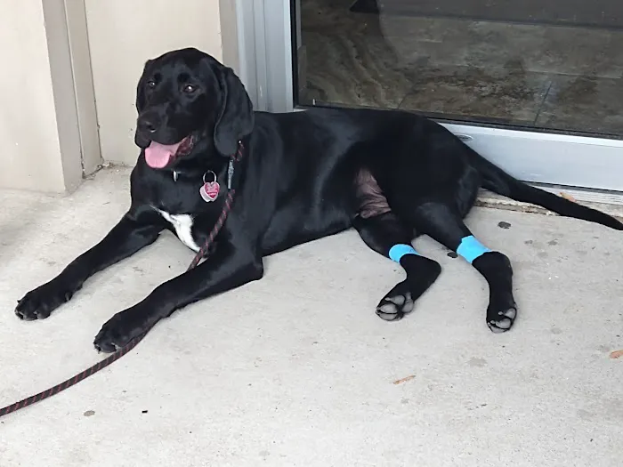 St John Animal Clinic Picture 9