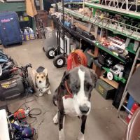Glen Park Animal Hospital ico