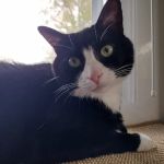 Merrillville Animal Hospital - Dr. Alicia Gustafson DVM