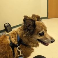 Advanced Animal Medical - A Full Service Pet Hospital ico