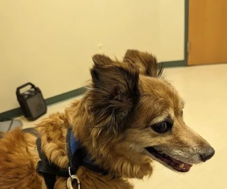 Advanced Animal Medical - A Full Service Pet Hospital