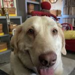 Plum Creek Regional Animal Medical Center