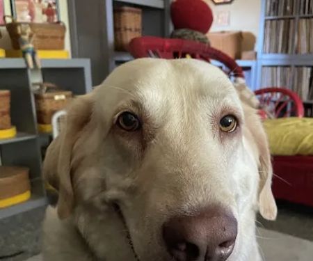 Plum Creek Regional Animal Medical Center