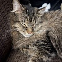 Crossroads Animal Hospital ico