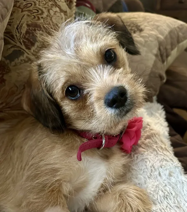 Crossroads Animal Hospital Picture 3