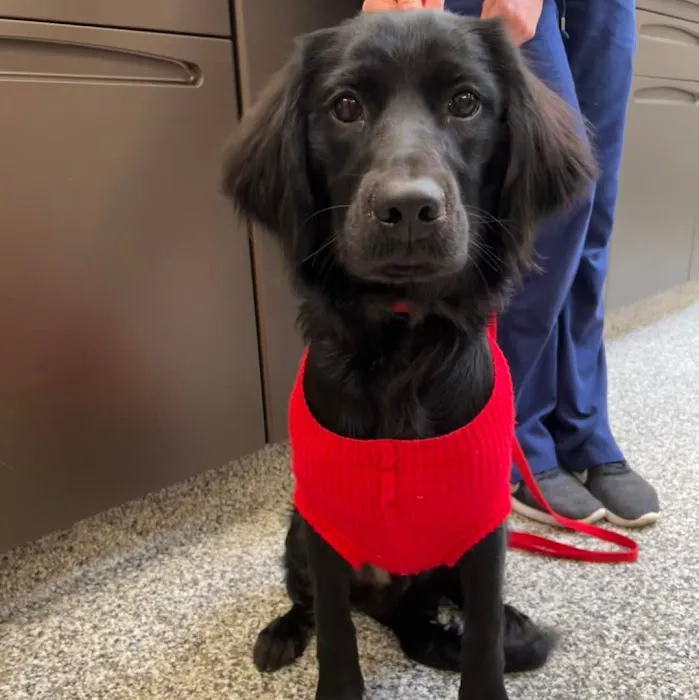 Coyne Veterinary Center - St. John Picture 4