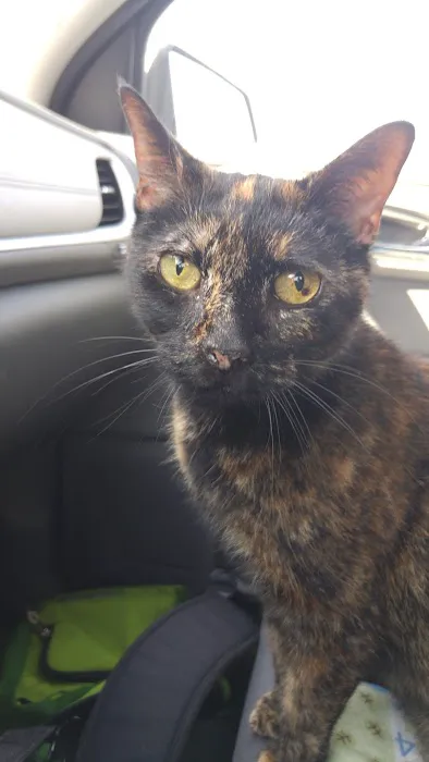 Mokena Animal Clinic Picture 4