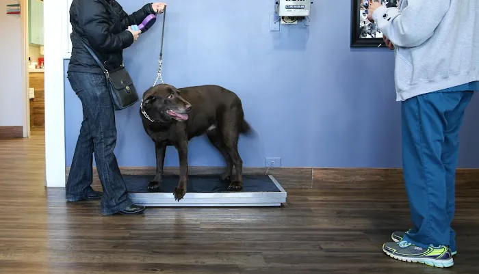 Mokena Animal Clinic Picture 9