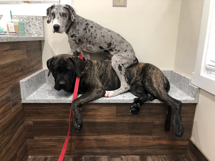 Mokena Animal Clinic Picture 7