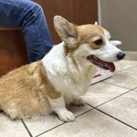 Midwest Animal Hospital ico