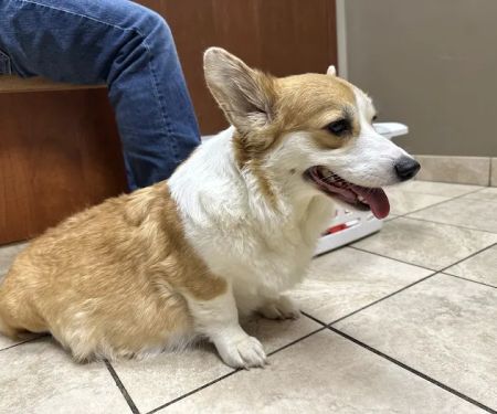 Midwest Animal Hospital