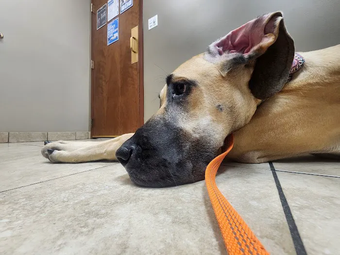 Midwest Animal Hospital Picture 7