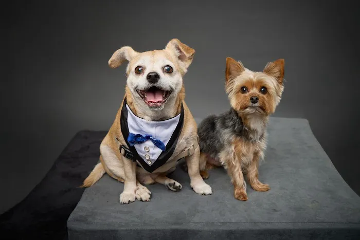 Hometown Veterinary Partners Orland Park Picture 7