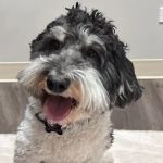 Hometown Veterinary Partners Orland Park