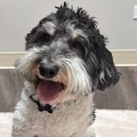 Hometown Veterinary Partners Orland Park ico