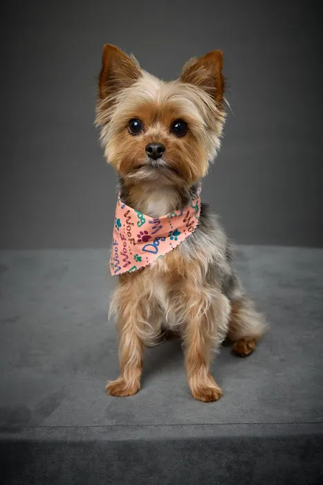 Hometown Veterinary Partners Orland Park Picture 4