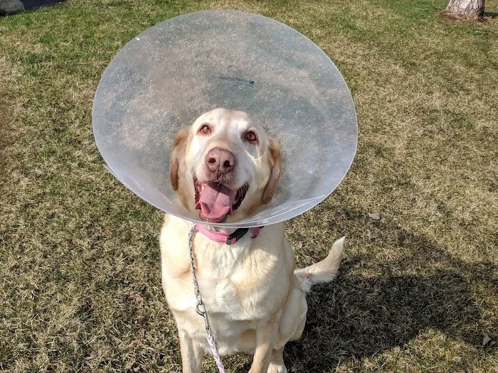 Frankfort Animal Care Center Picture 7