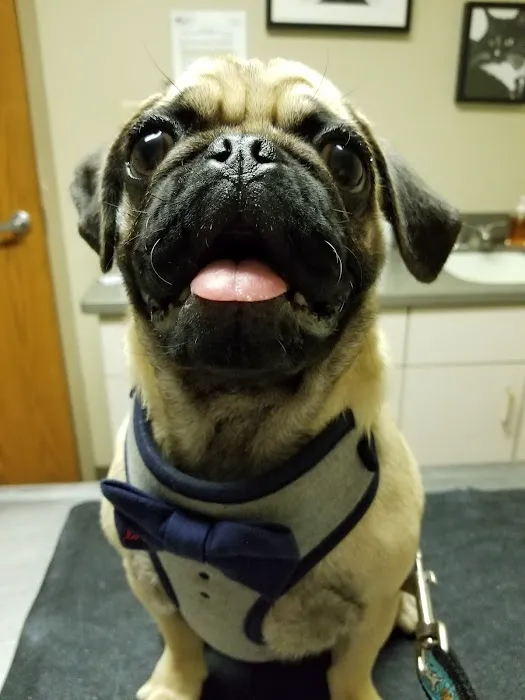 Frankfort Animal Care Center Picture 9
