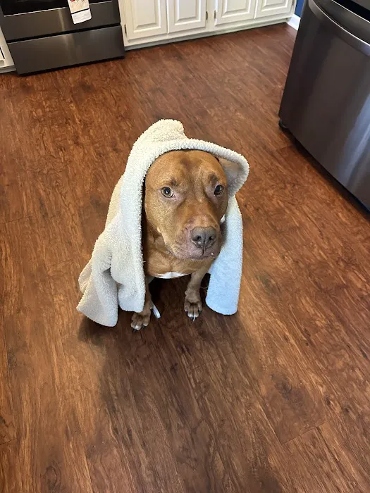 Frankfort Animal Care Center Picture 8