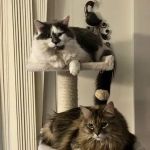 Morton Grove Animal Hospital