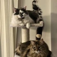Morton Grove Animal Hospital ico