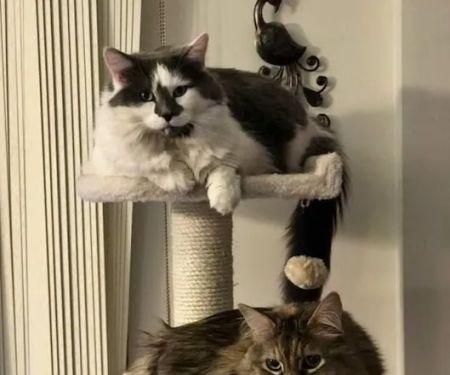 Morton Grove Animal Hospital