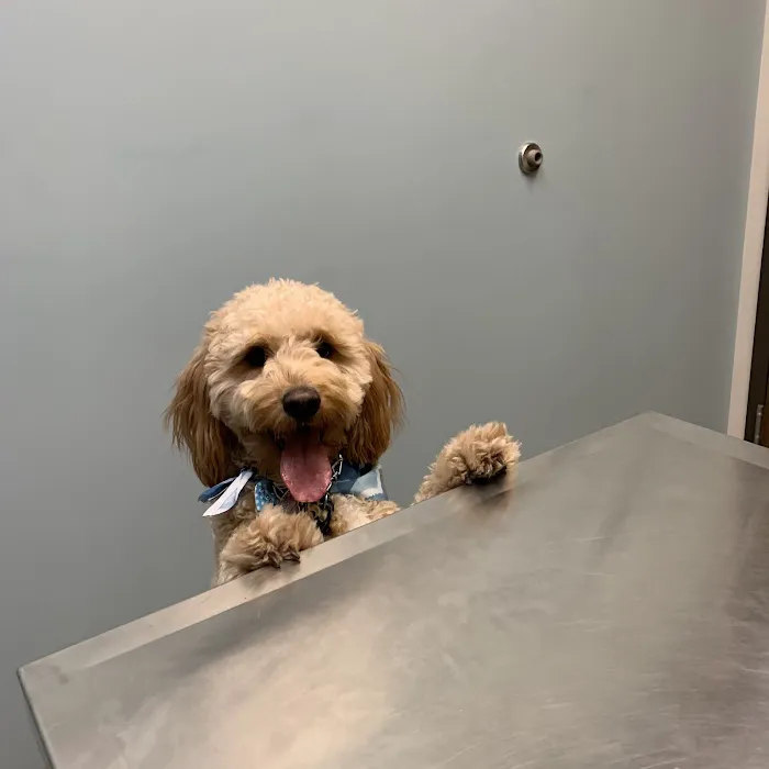 Morton Grove Animal Hospital Picture 6